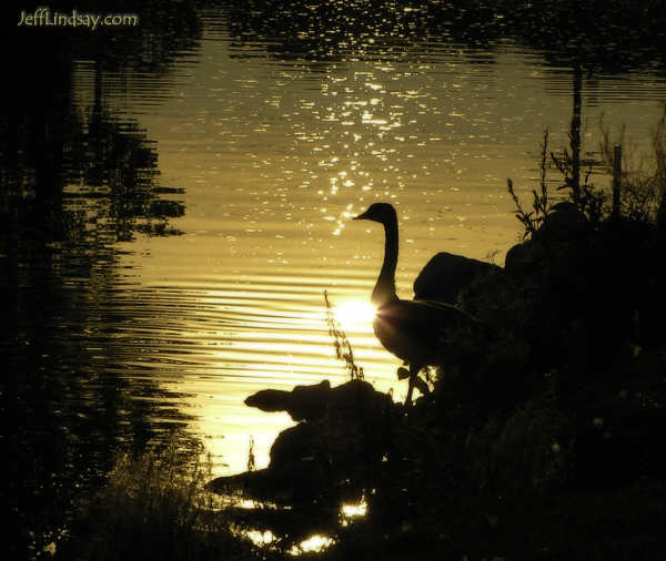 Goose near the Fox River, Appleton, Wisconsin, Sept. 3, 2005.