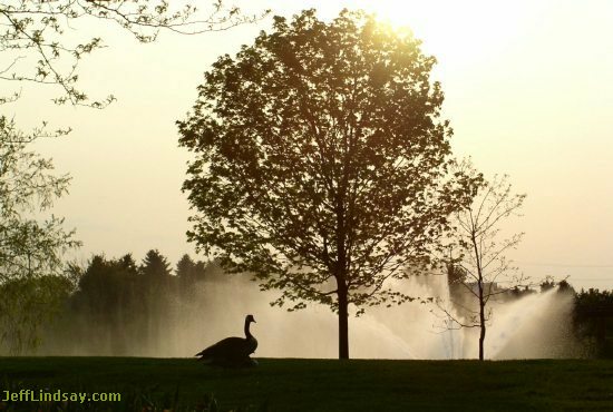 Silhouette of a goose in front of a fountain at the Chicago Botanic Garden.