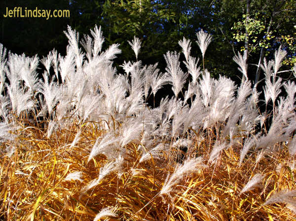 Some tall grass on a street about a mile north of Plamann Park, Oct. 2004.