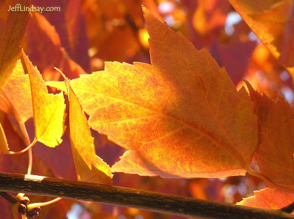 Another view of our maple tree.