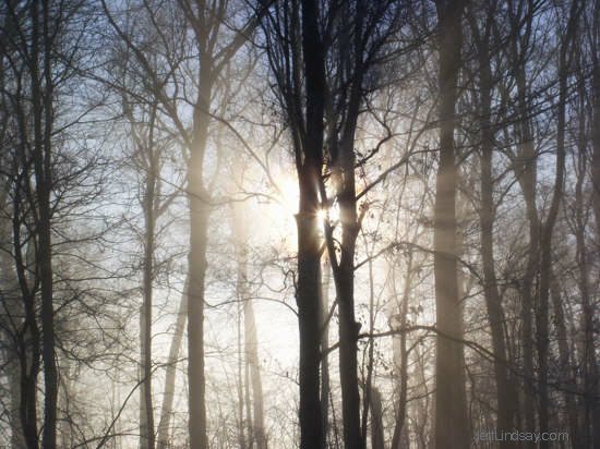 Trees in Neenah taken in a morning fog.