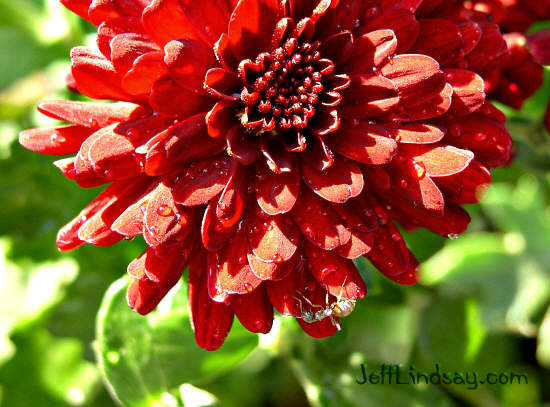 A photo of one of our mums taken in my front yard, Aug. 25, 2004. Notice the unusual bug - is this an ant?