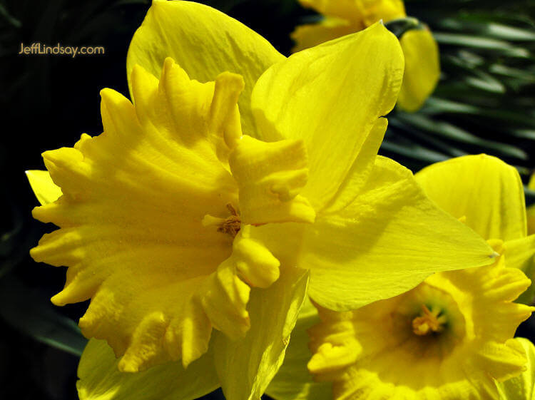 Daffodil, my front yard, April 14, 2006, in Appleton, Wisconsin.