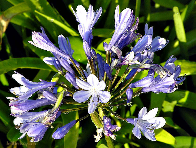 Flowers near San Francisco Bay, July 2006.