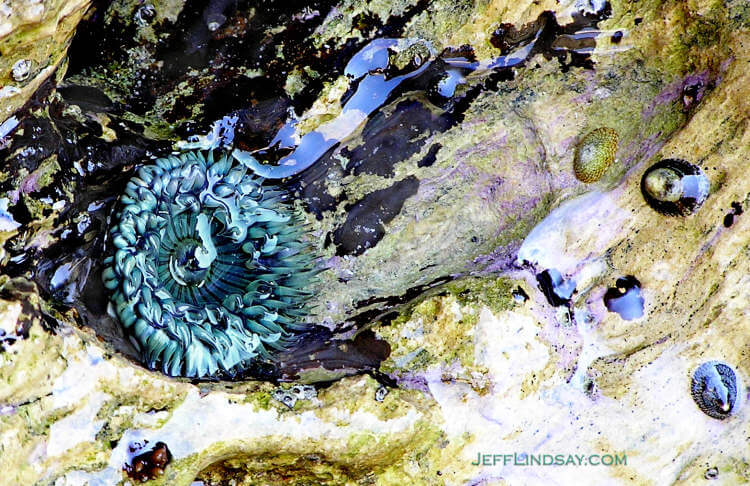 Anemone near Newport Beach, California, October 2006.