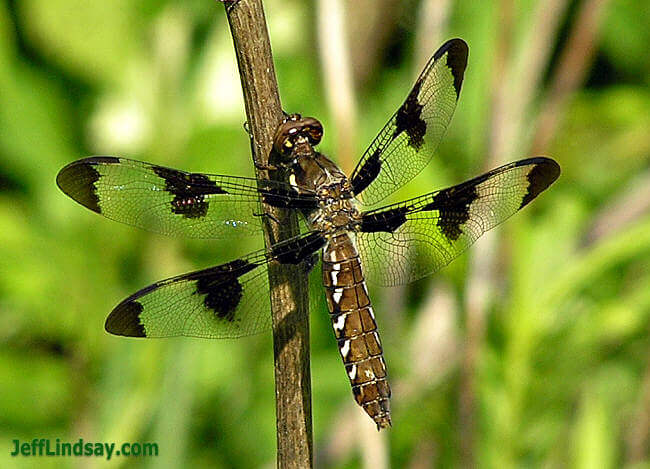 Dragon fly at Calumet County Park, May 3, 2006.