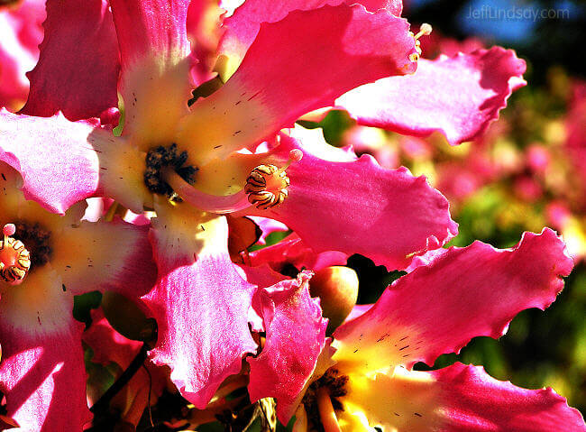 Flower at the Huntington Library, Los Angeles, California, Oct. 2006.