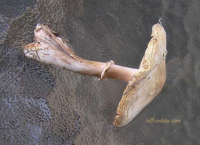 Mushroom from my lawn, October 7, 2006.