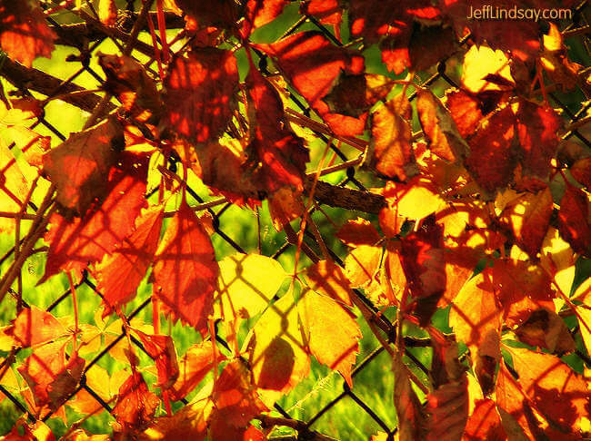Leaves on a fence in fall, Appleton, Wisconsin.