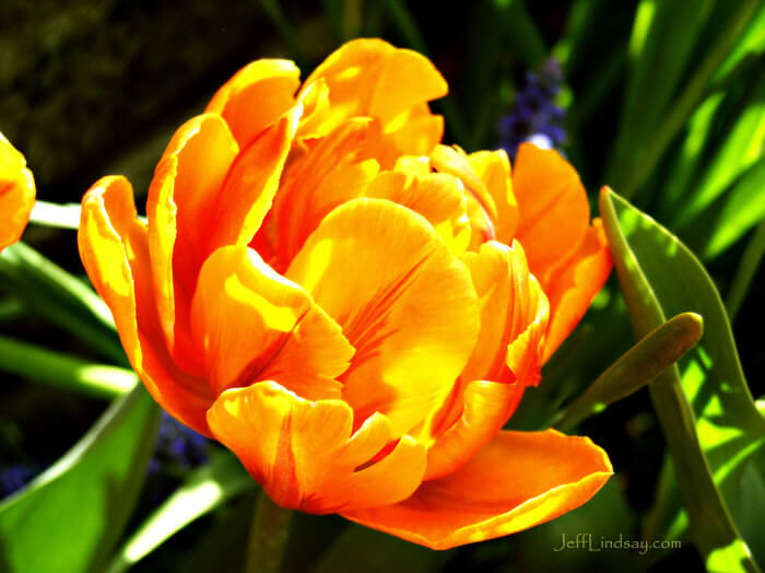 Orange tulip at the Chicago Botanic Garden, May 19, 2007.