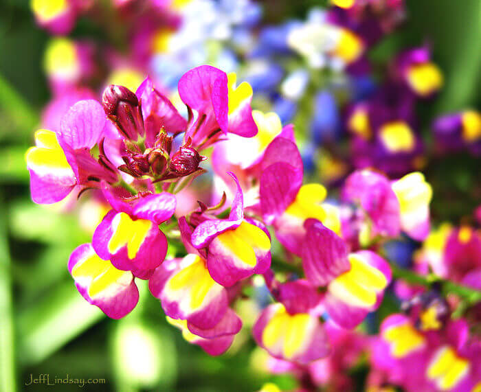 Flower at the Chicago Botanic Garden, May 19, 2007.