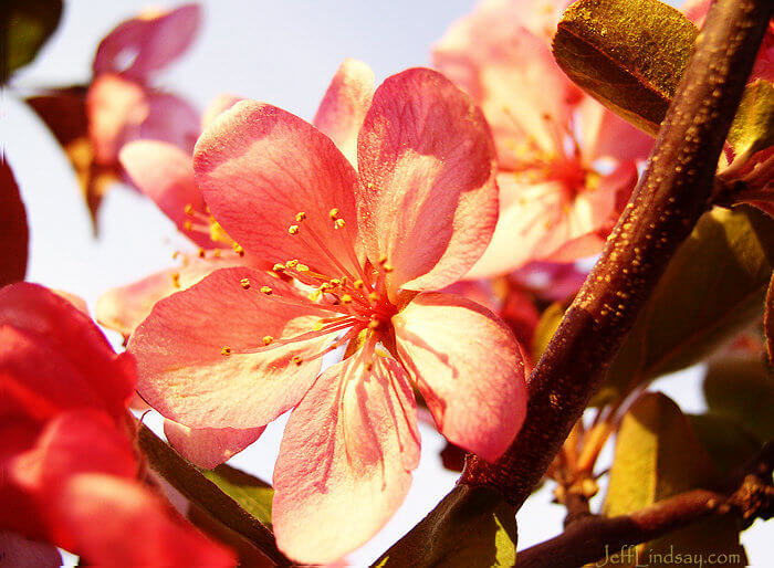 Crab apple blossoms in my backyard, May 2007.