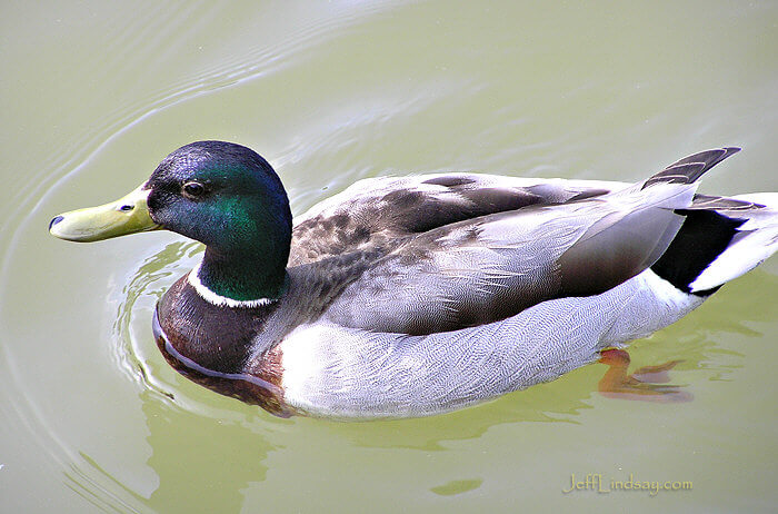 Mallard duck, near Chicago, Illinois, May 2007. I like the details of the feathers on his back. 