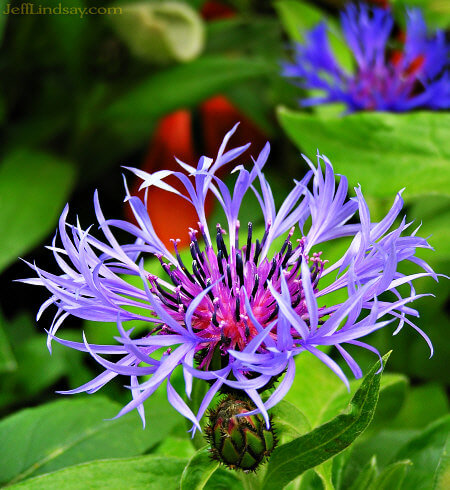 A flower in our front yard, May 20, 2007, Appleton, Wisconsin.