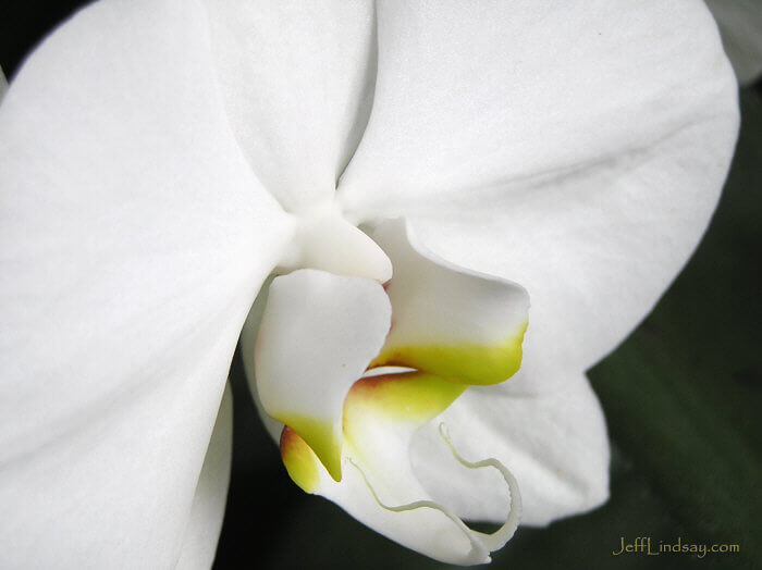 An orchid at the domes in Milwaukee, April 7, 2007.