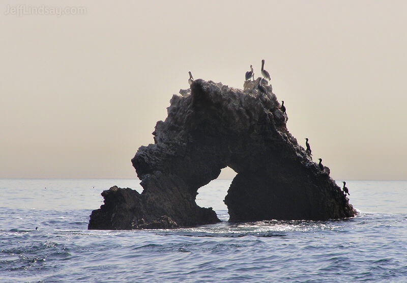 Pelicans on a rock arch just south of Newport Beach, California.