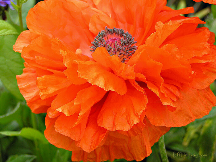 Poppy flower in my front yard in Appleton, Wisconsin, May 20, 2007.