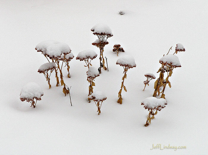 Plant in snow. City Park, Appleton, Feb. 2008.