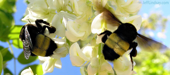 Two views of a bumblebee, Chicago Botanic Garden, June 13, 2008.