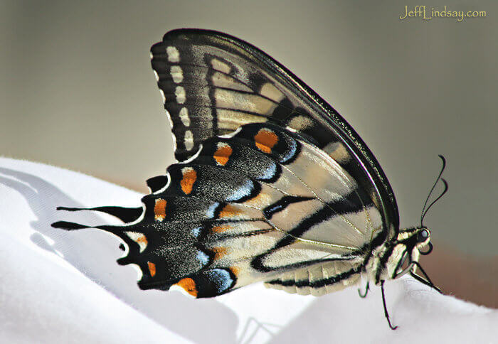 Newly emerged swallowtail butterfly, Aug. 2008, Madison, Wisconsin.