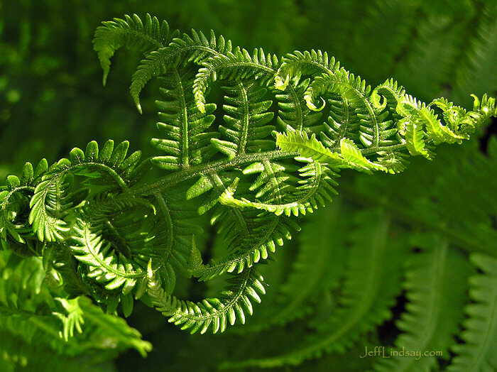 Fiddler ferns near Lake Winnebago, Menasha, Wisconsin, May 2008.