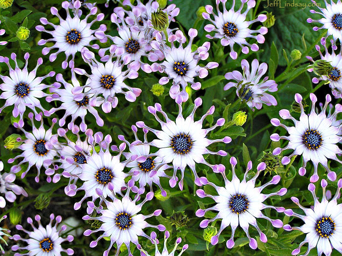 Flowers at the Chicago Botanical Garden, July 2008.