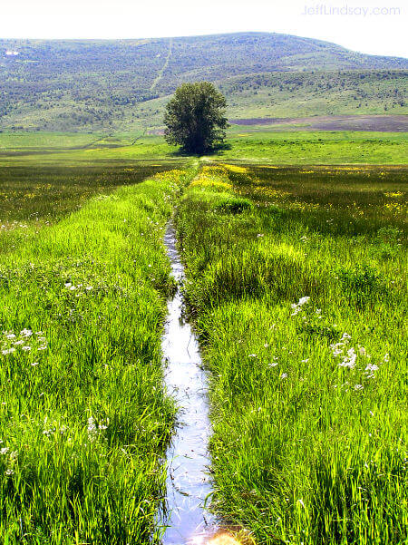 Irrigation ditch in southern Idaho, June 2008.