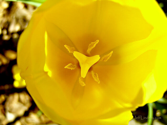 Tulip in my front yard, June 2008.