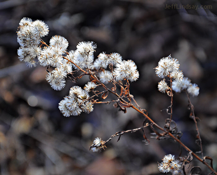 Some plants near my home, Dec. 2009.