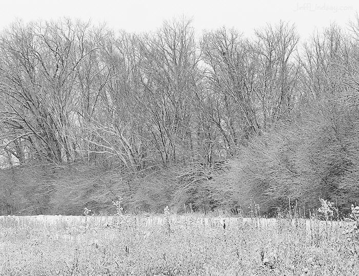 Woods and a field after a snow storm in Neenah, Wisconsin, Jan. 13, 2009.