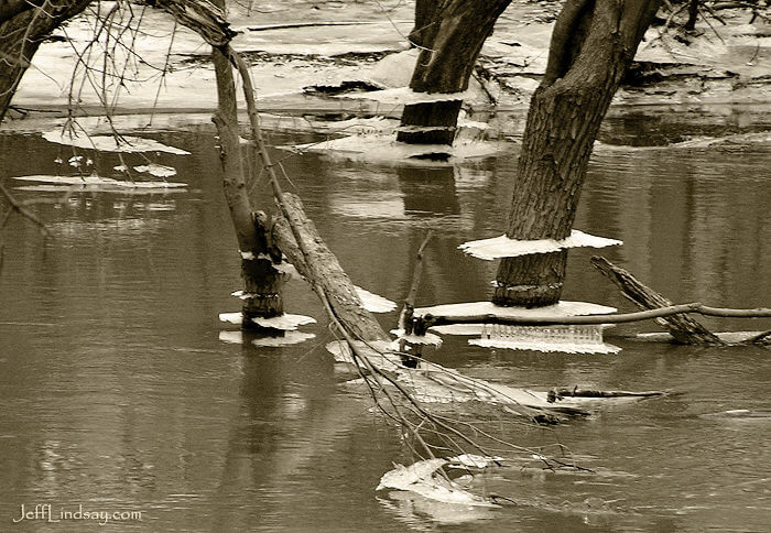 Ice skirts on trees in the Des Plaines River, near O'Hare International Airport, Jan. 3, 2009.
