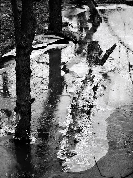 Ice feeding frenzy! A fallen tree succumbs to hungry ice in the Des Plaines River, near O'Hare International Airport, Jan. 3, 2009.