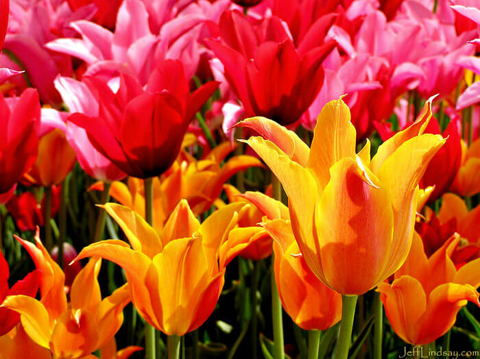 Tulips at the Gardens and Arboretum at Memorial Park in Appleton, Wisconsin.