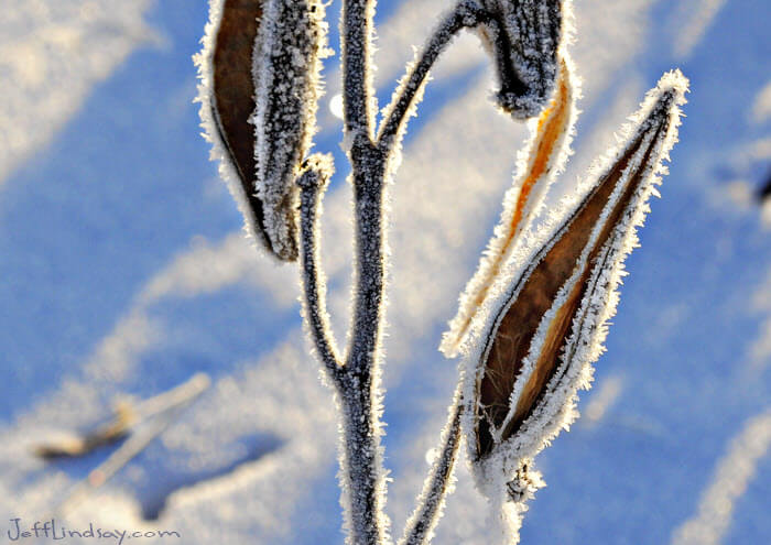Milkweed in a field near my home, after a morning frost, Jan. 2010.