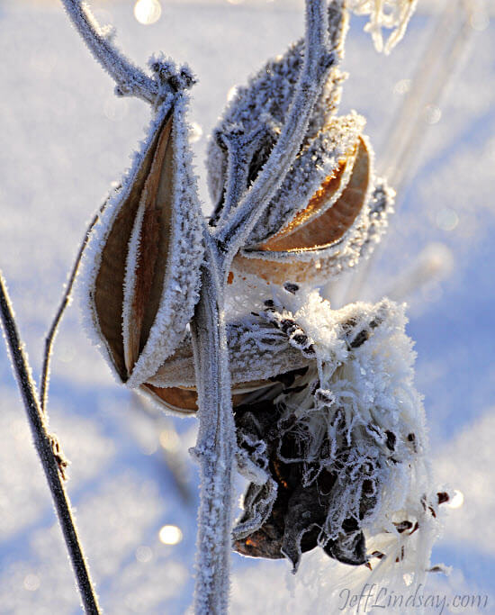 Milkweed in a field near my home, after a morning frost, Jan. 2010.