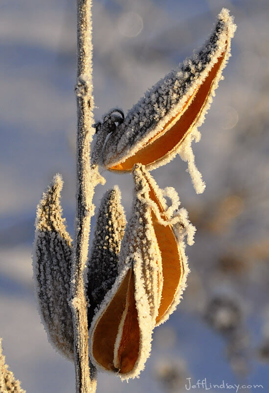 Milkweed in a field near my home, after a morning frost, Jan. 2010.