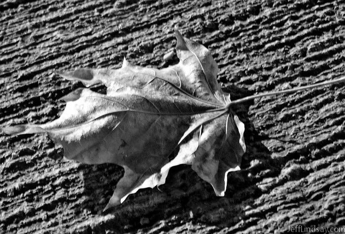 Dry maple leaf, in an Appleton paraking ramp at night. Almost stepped on this beauty.