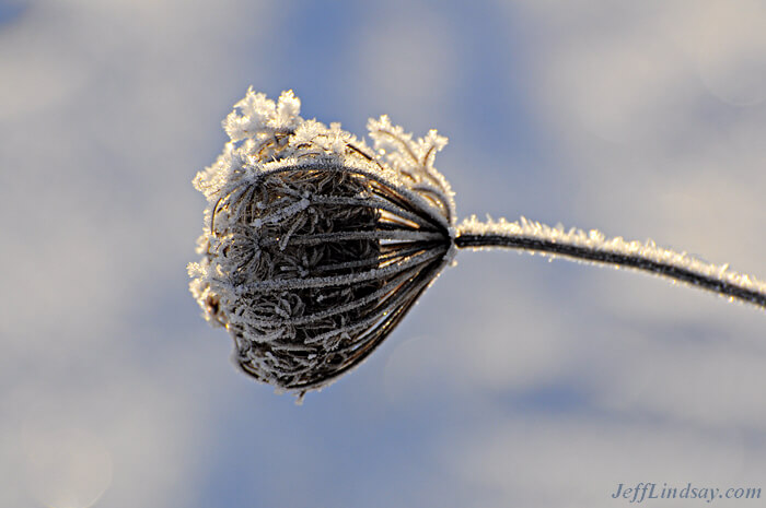 Another frosty Queen Anne's Lace plant, Jan. 2010.