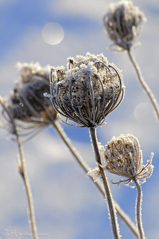 Hoar frost on a Queen Anne's Lace plant in a field near my home in Appleton, Wisconsin. Jan. 2010.