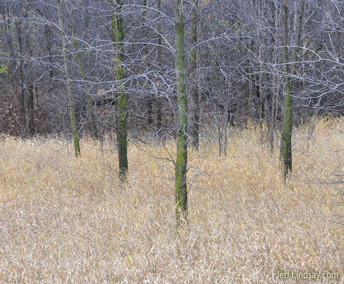 Witnesses: Symbolism found in some trees in Neenah, Wisconsin near the original Plexus building close to Highway 41.