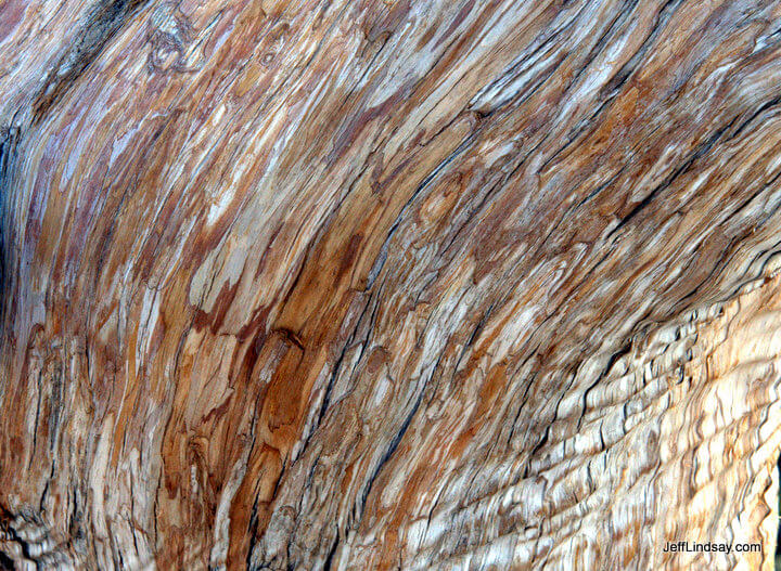 Abstract: wood grain of an old tree at the Grand Canyon, Jan. 2011.