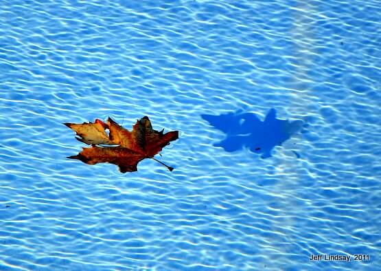 Floating in Mesa, Arizona in the reflecting pool at the LDS Temple.