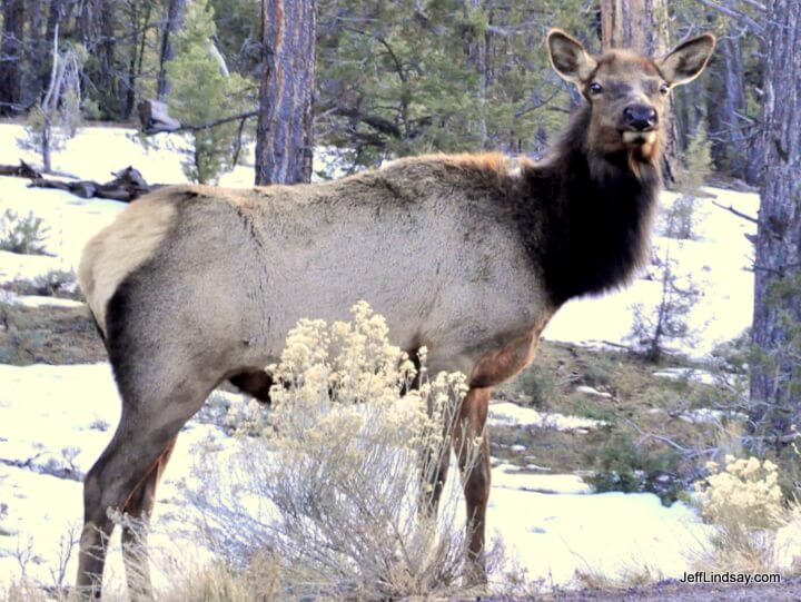 An elk at Grand Canyon South Rim, Jan. 2011.