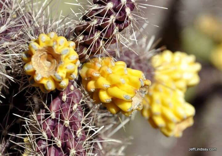 Cactus blossoms in Sedona, Arizona, Jan. 2011.