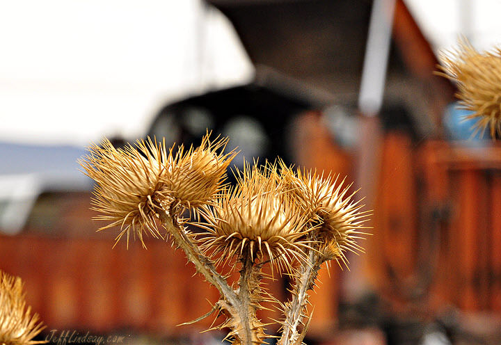 Dumptruck, with thistles in front. Near Lindon and Orem, Utah, 2011.