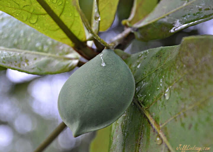 Fruit pod in Indoensia, Nov. 2011.