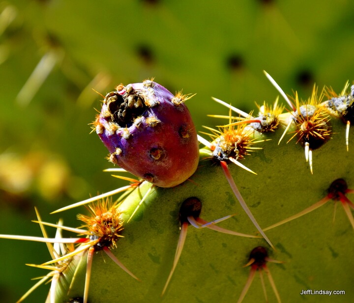 Prickly pear fruit in Sedona, Arizona.