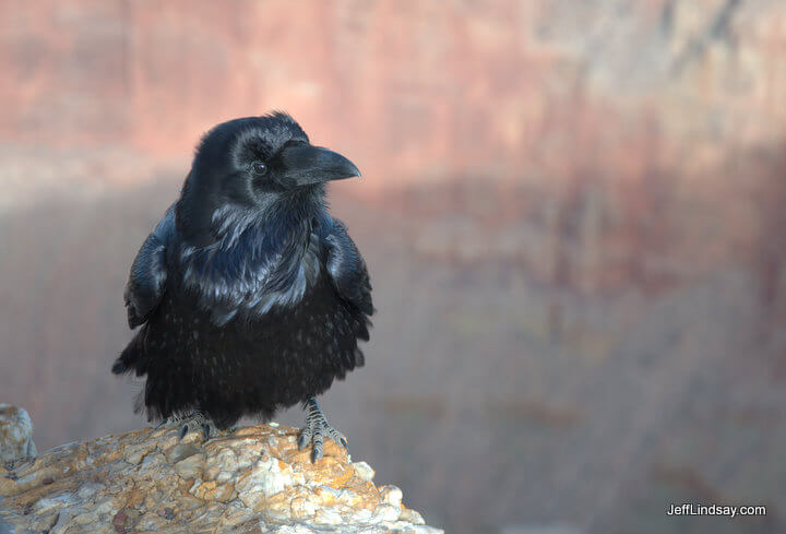 Raven at Grand Canyon South Rim, Jan. 2011.