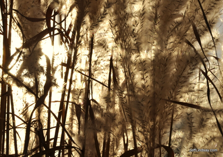 Through the looking grass. 2010.