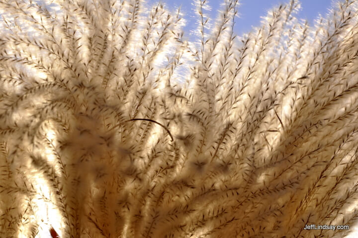 Translucent, fuzzy grass in Appleton, WI. October, 2010.